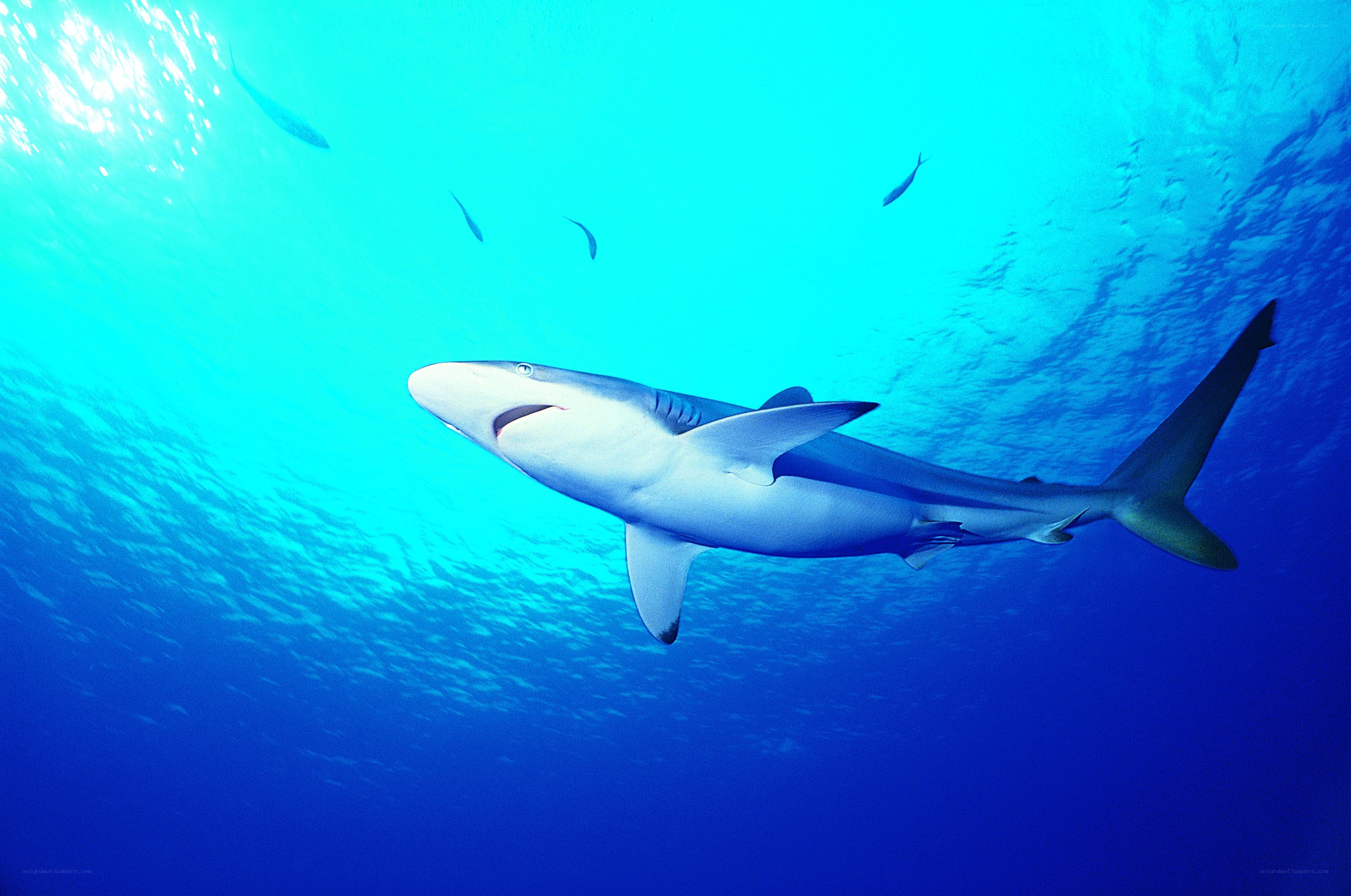 Shark swimming underwater
