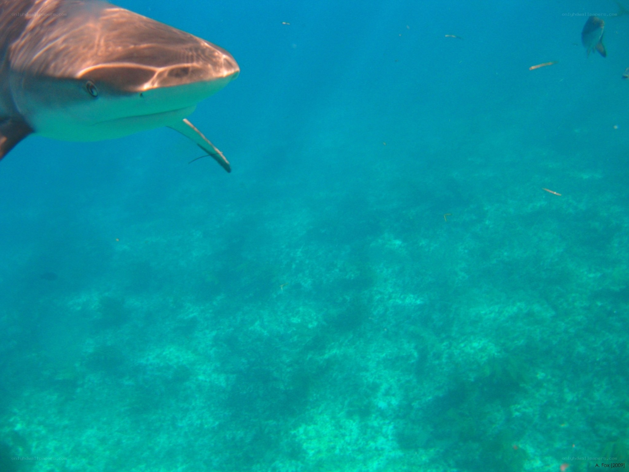 Shark swimming underwater