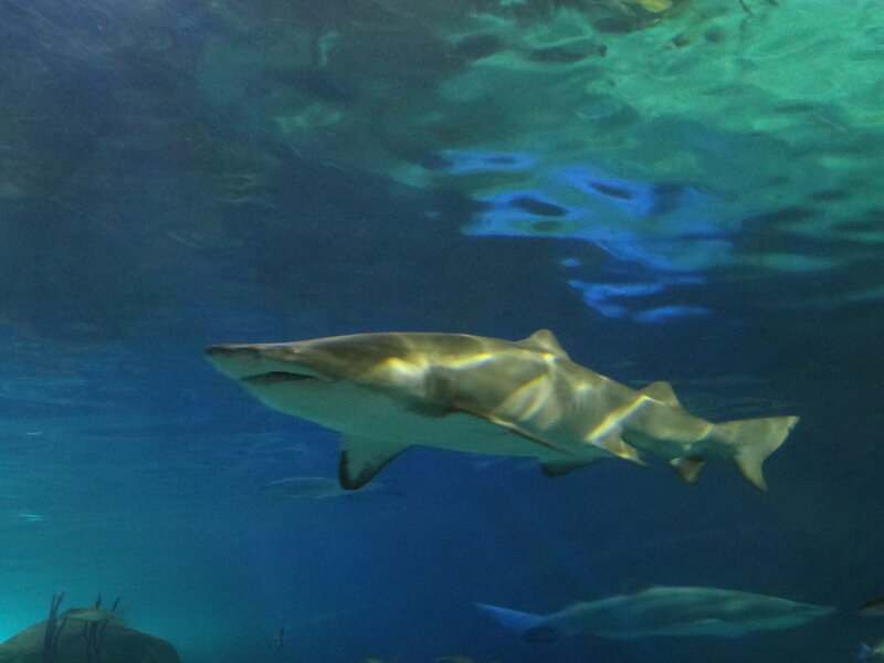 Shark Swimming Underwater — Blue, Calm, Photograph, Fish, Water