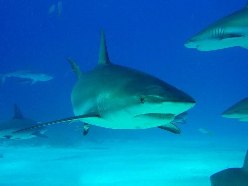 Shark Swimming Underwater — Blue, Calm, Photograph, Other Sharks