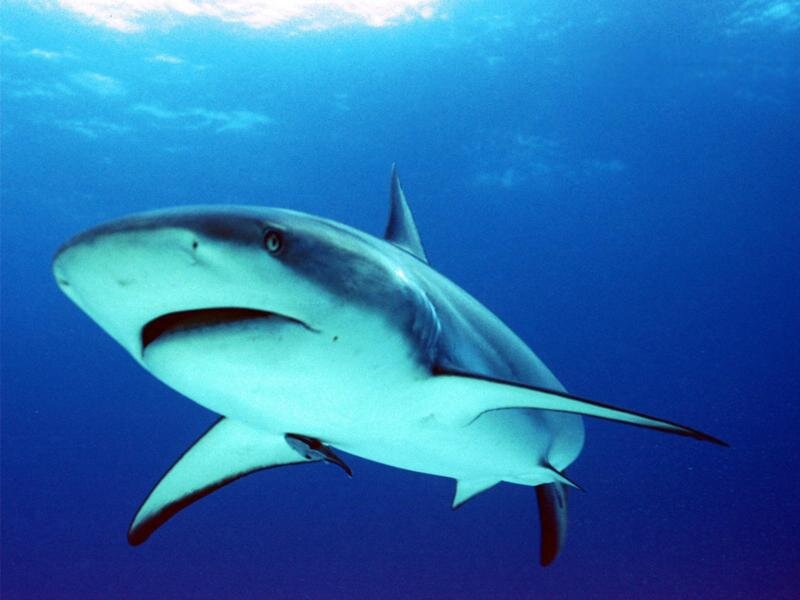 Shark Swimming Underwater — Blue, Calm, Photograph
