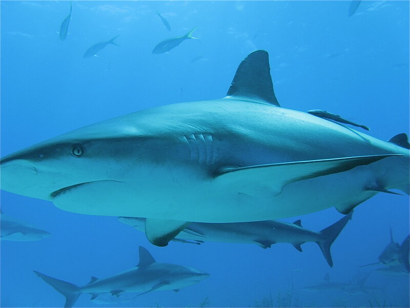 Shark Swimming Underwater — Blue, Calm
