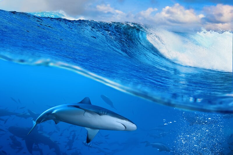 Shark Swimming Underwater — Blue, Dramatic, Afternoon, Photograph