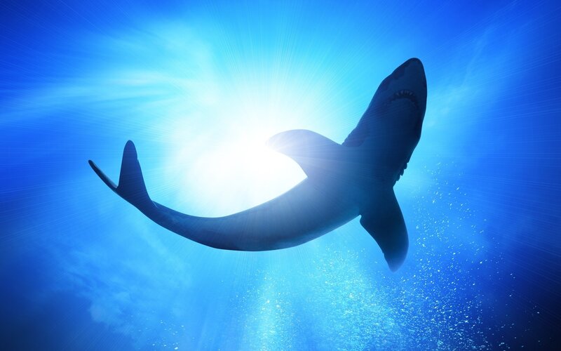 Shark Swimming Underwater — Blue, Dramatic, Afternoon