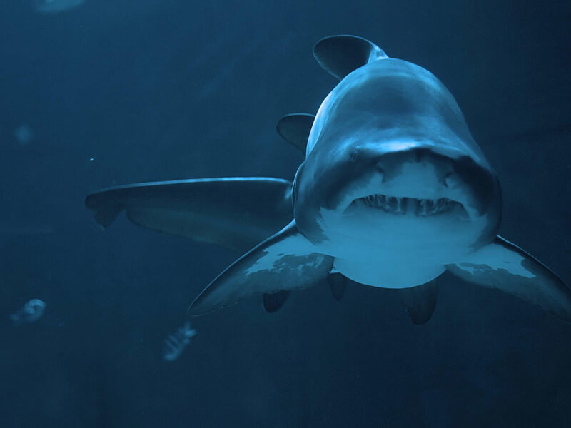Shark Swimming Underwater — Blue, Dramatic, Photograph, Fish, Ocean