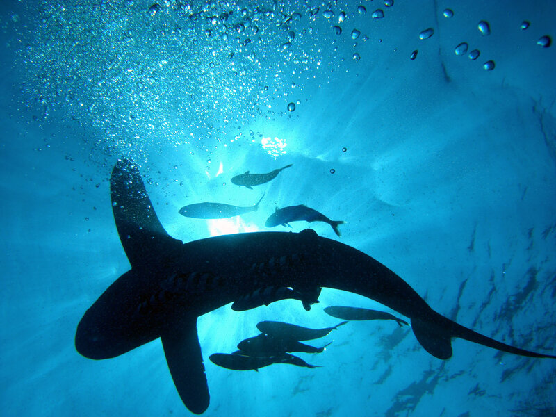 Shark Swimming Underwater — Blue, Dramatic, Photograph, Fish