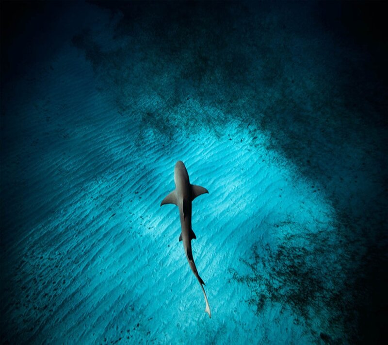 Shark Swimming Underwater — Blue, Dramatic, Photograph, Ocean Floor