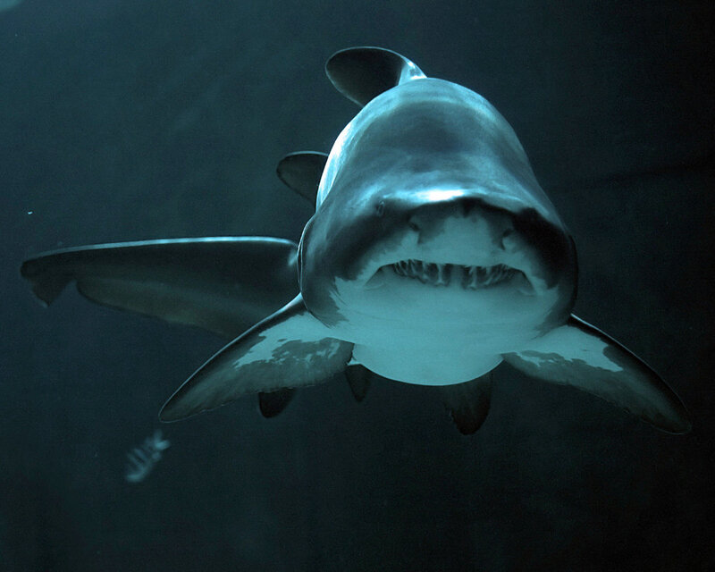 Shark Swimming Underwater — Blue, Dramatic, Photograph, Open Mouth