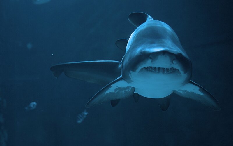 Shark Swimming Underwater — Blue, Dramatic, Photograph