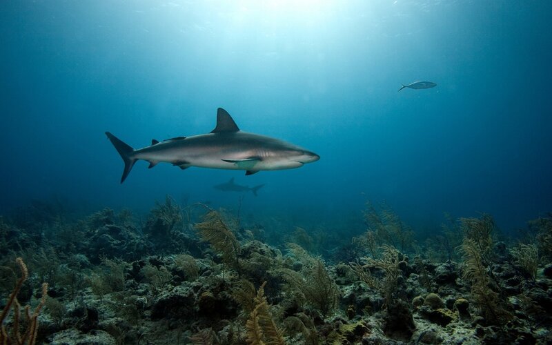 Shark Swimming Underwater — Blue, Serene, Photograph, Coral Reef, Fish