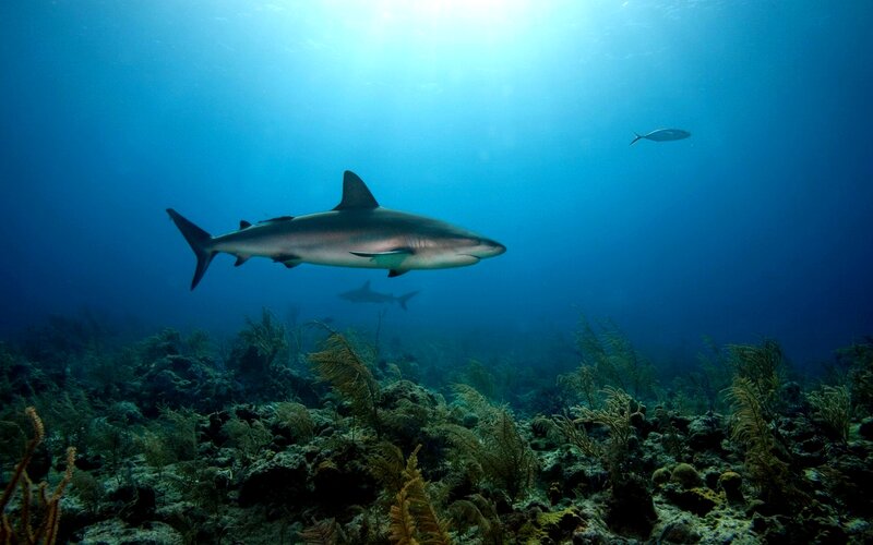 Shark Swimming Underwater — Blue, Serene, Photograph, Coral Reef