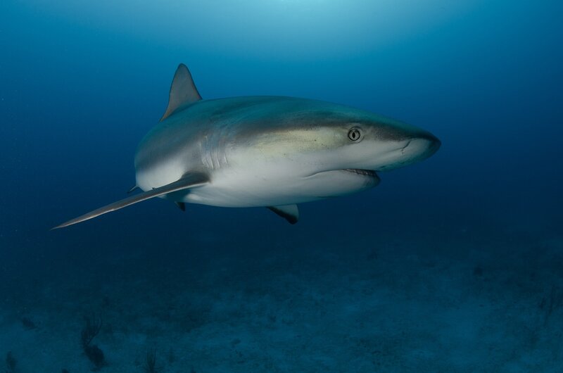 Shark Swimming Underwater — Blue, Serene, Photograph, Ocean, Sand