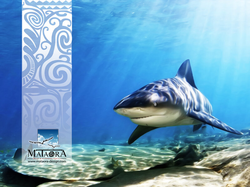 Shark Swimming Underwater — Blue, Serene