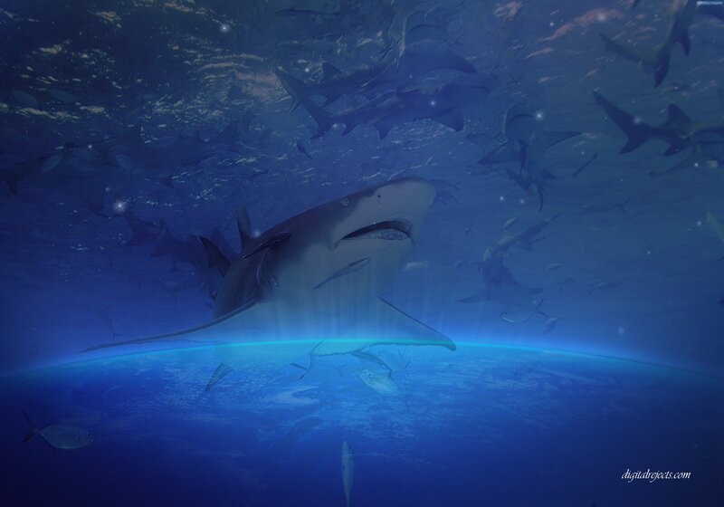 Shark Swimming Underwater — Blue