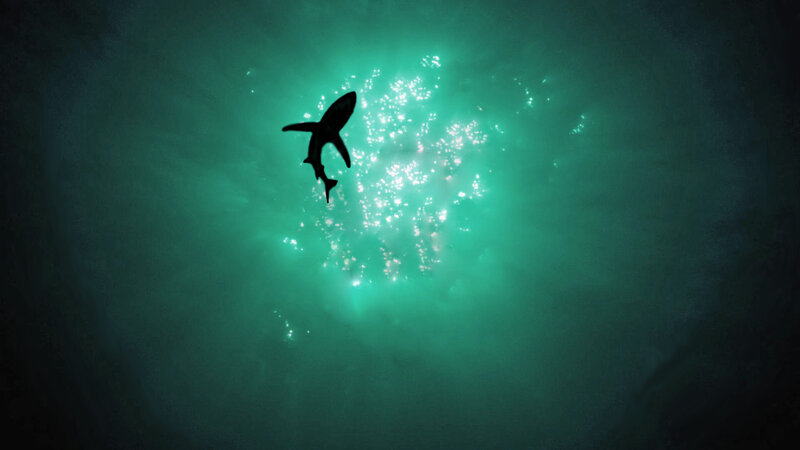 Shark Swimming Underwater — Green