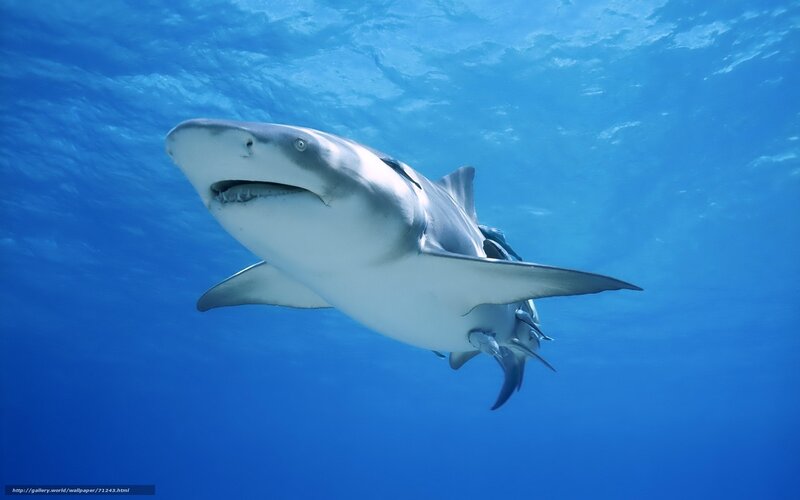 Shark swimming underwater