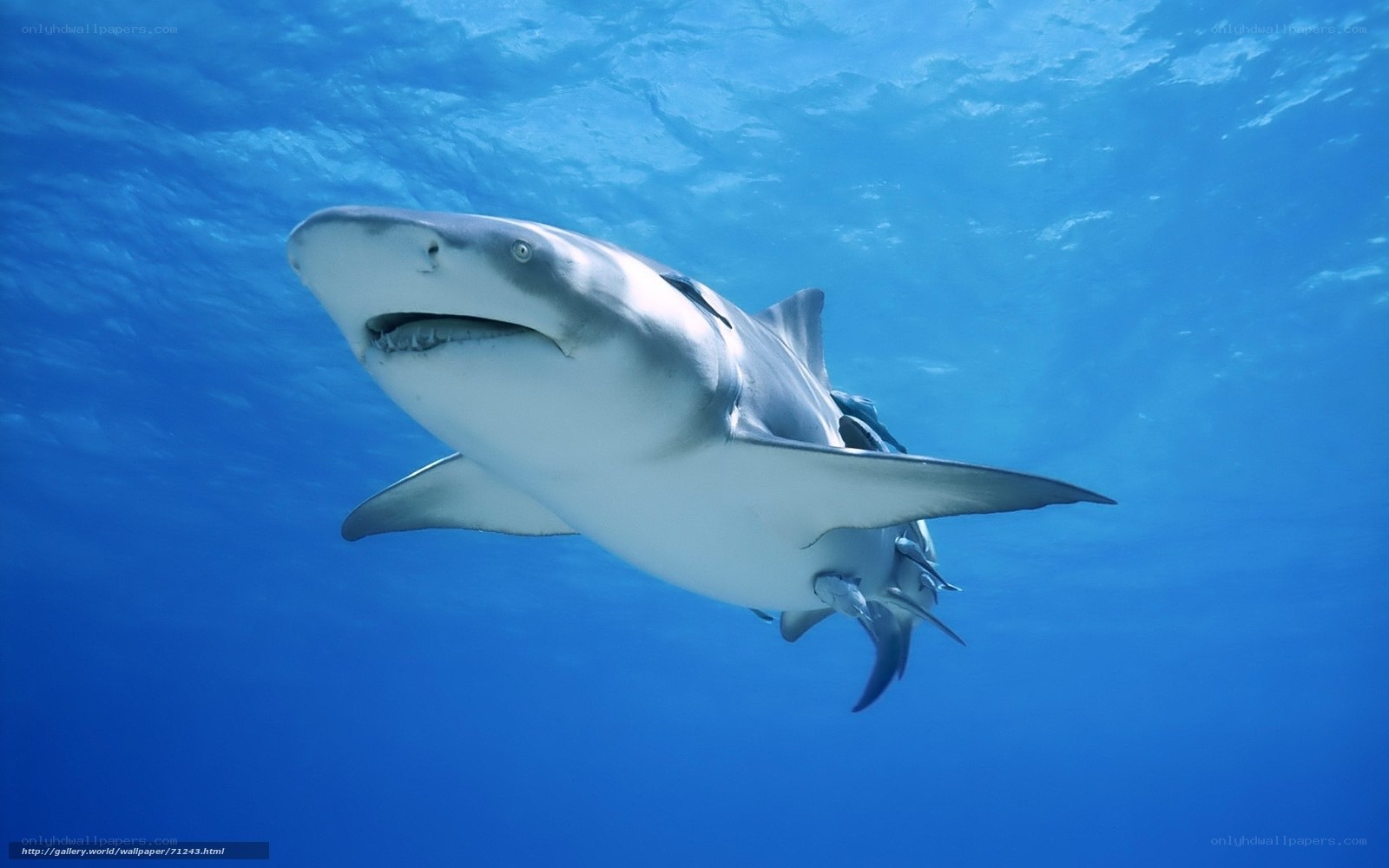 Shark swimming underwater