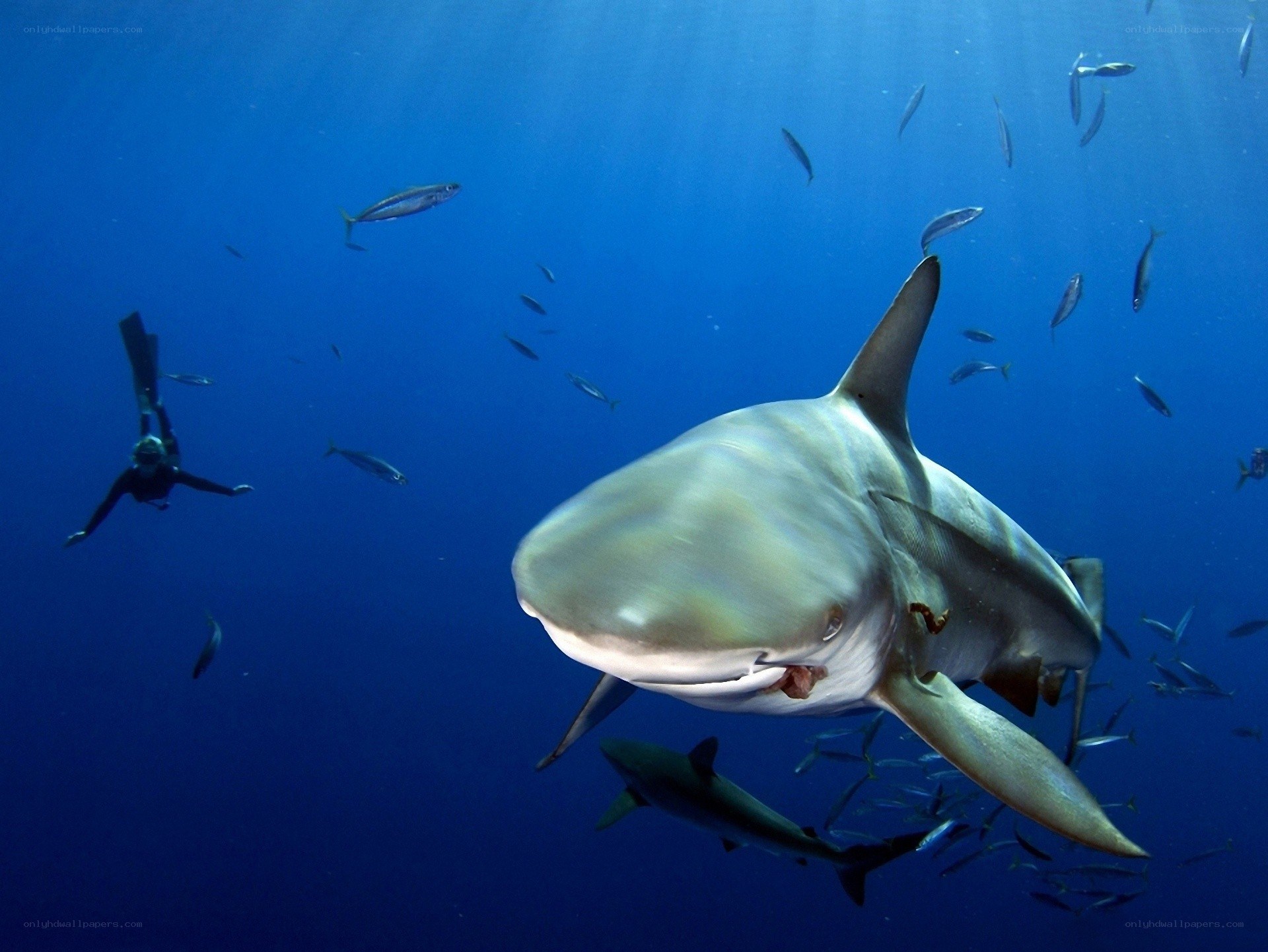 Shark swimming with divers