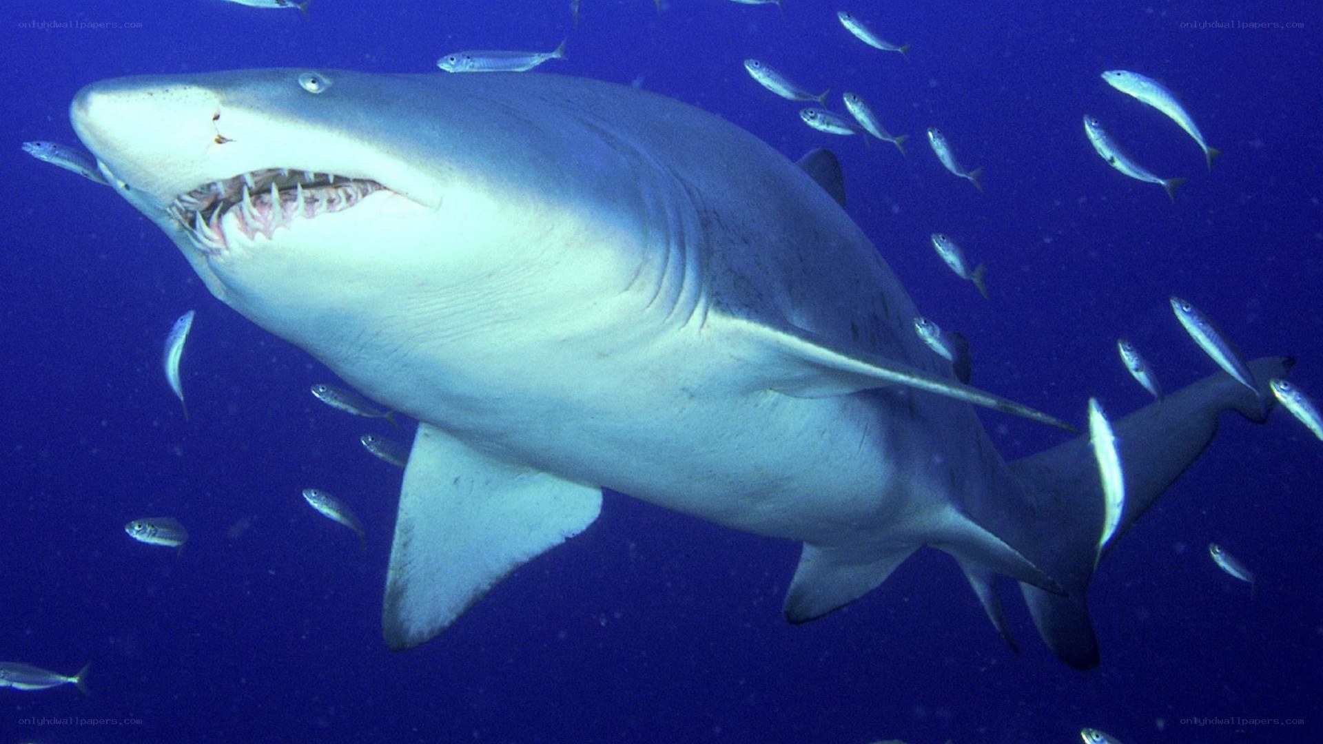Shark swimming with fish