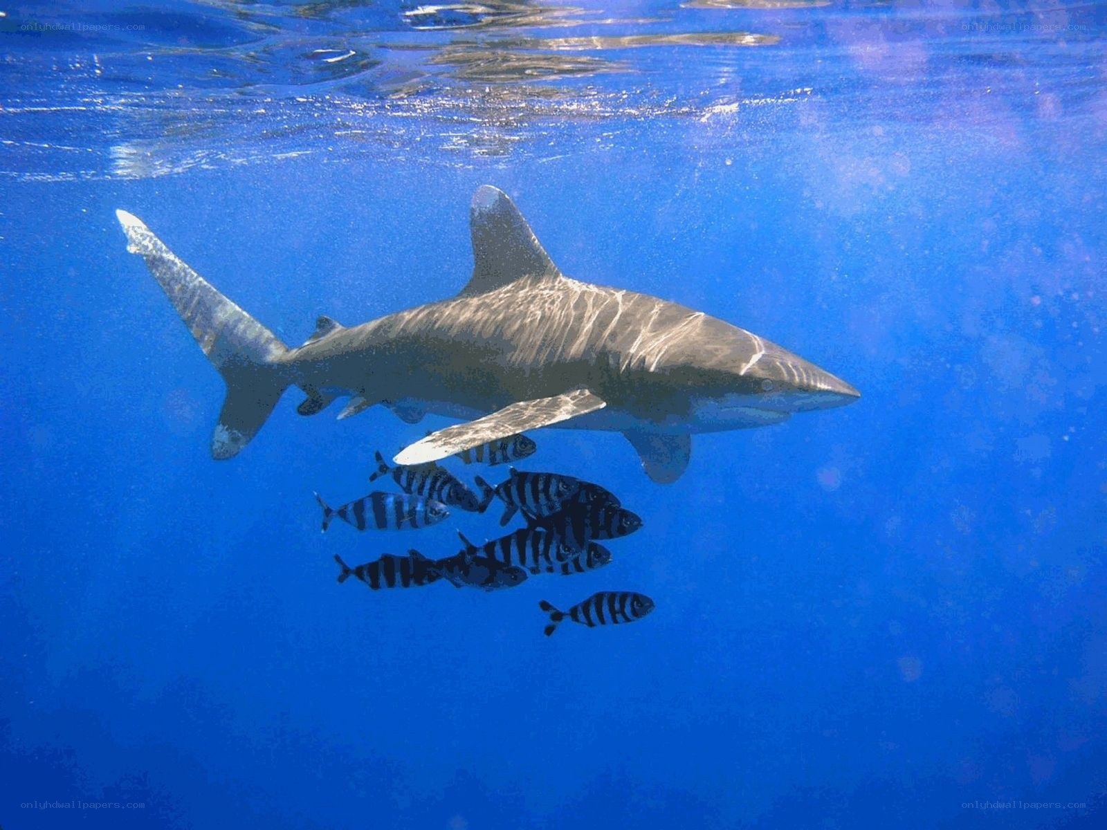 Shark swimming with fish