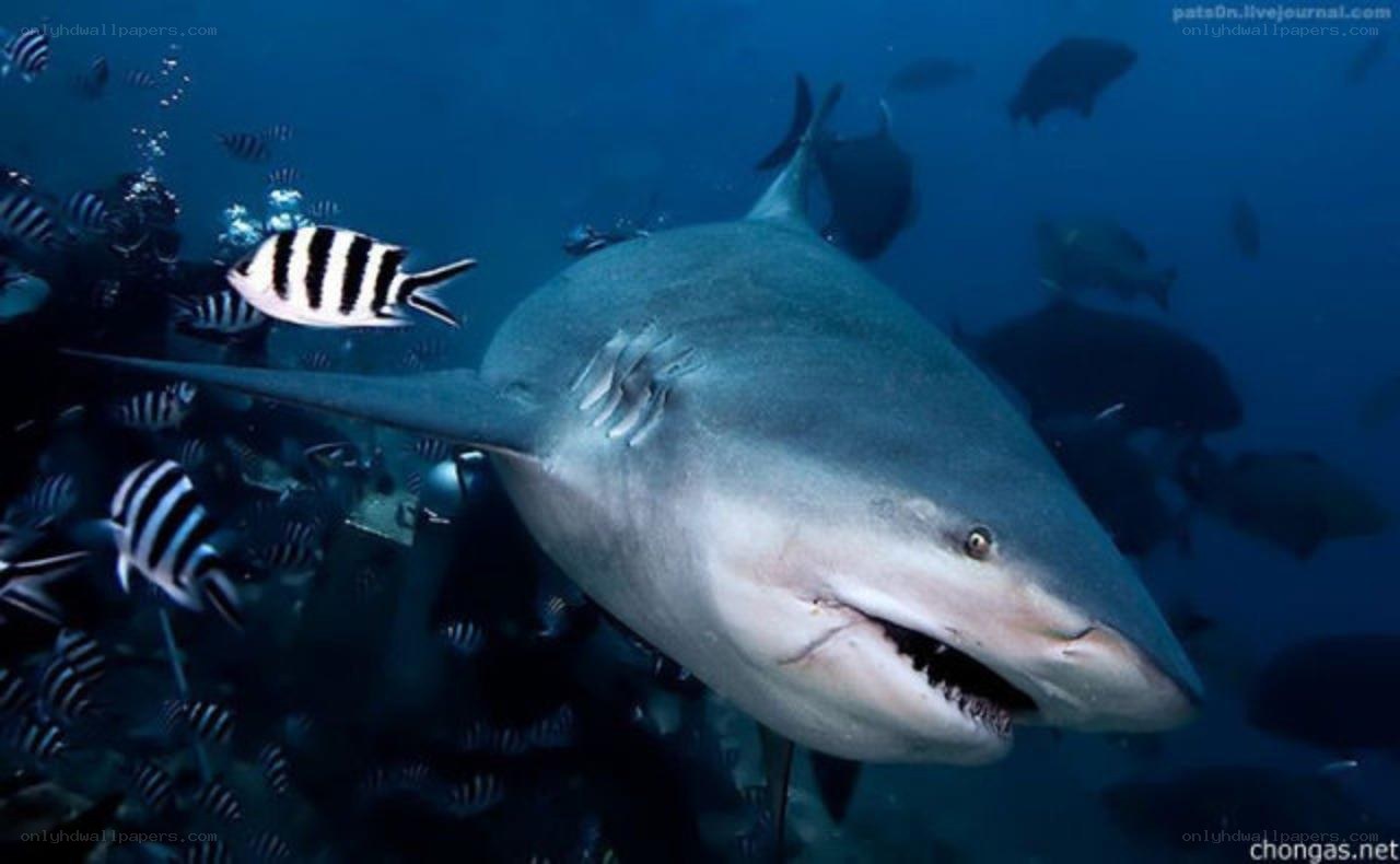 Shark swimming with fish