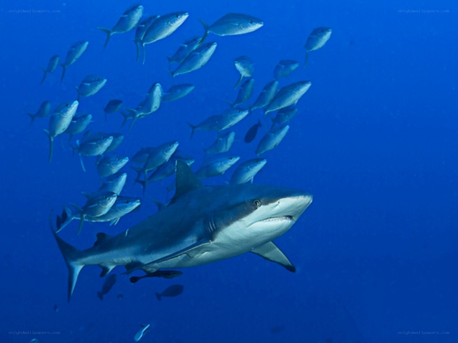 Shark swimming with fish