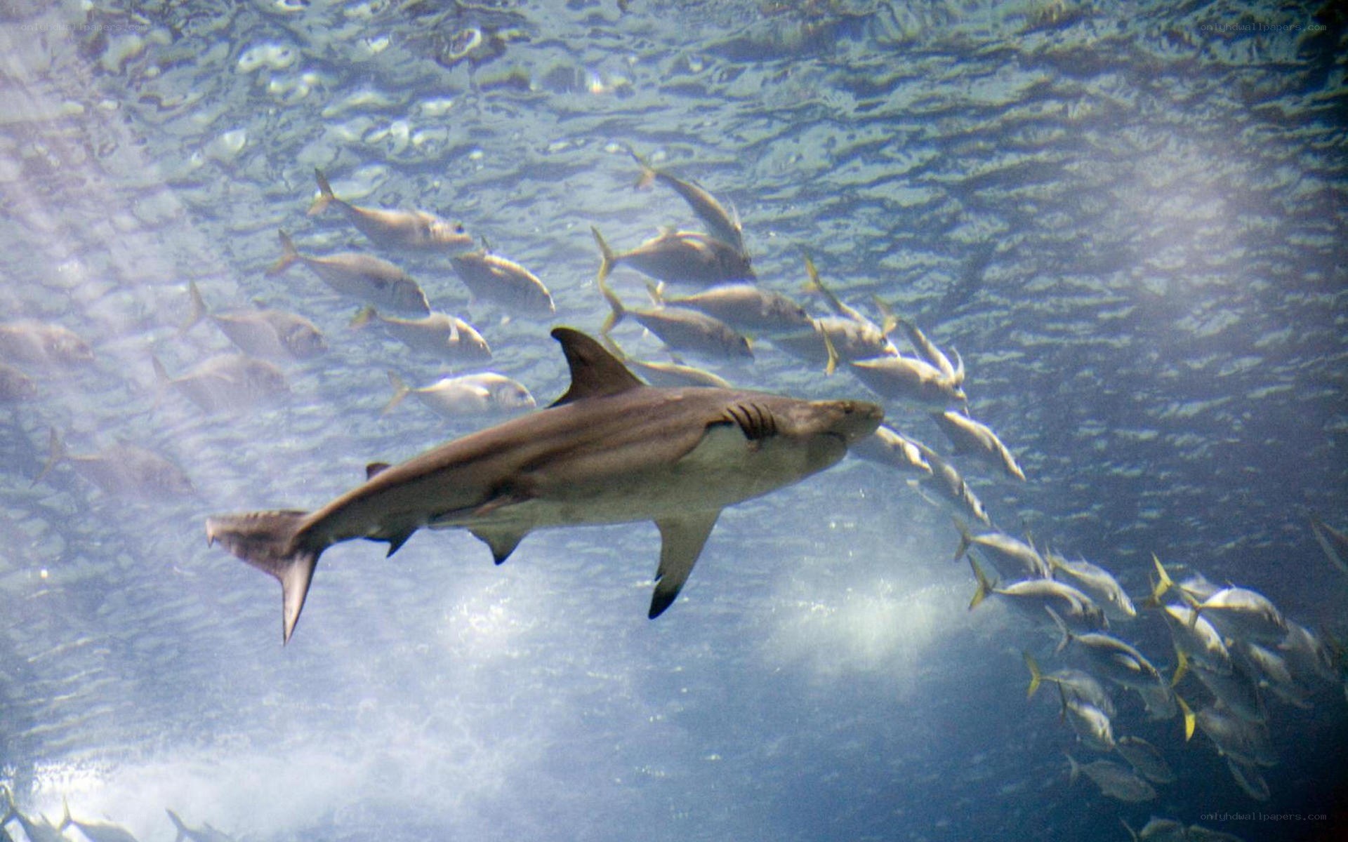 Shark swimming with fish