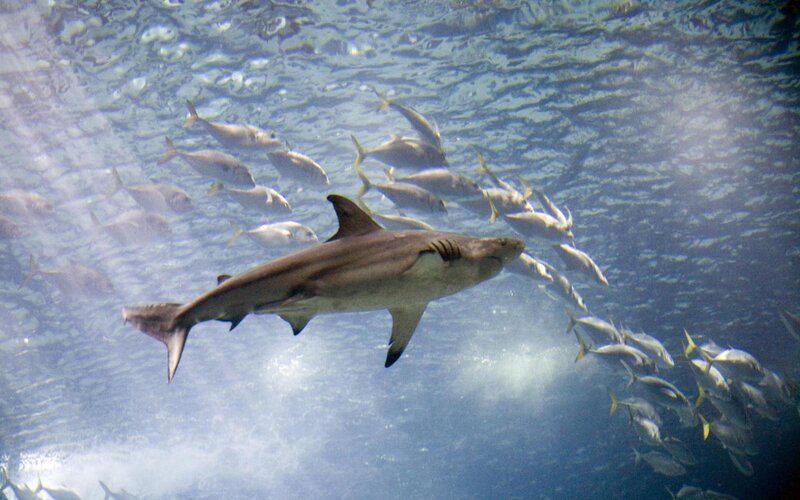 Shark Swimming with Fish — Blue, Calm