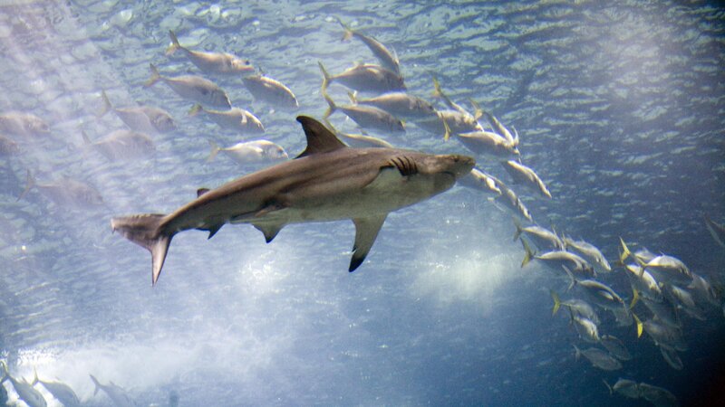 Shark swimming with fish