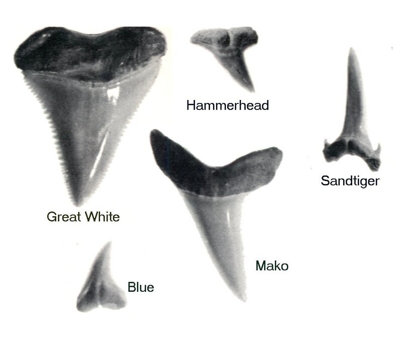 Shark teeth comparison