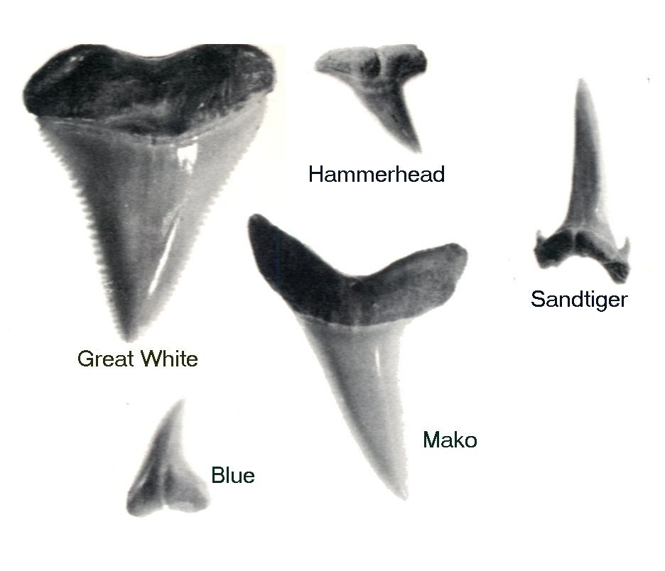 Shark teeth comparison