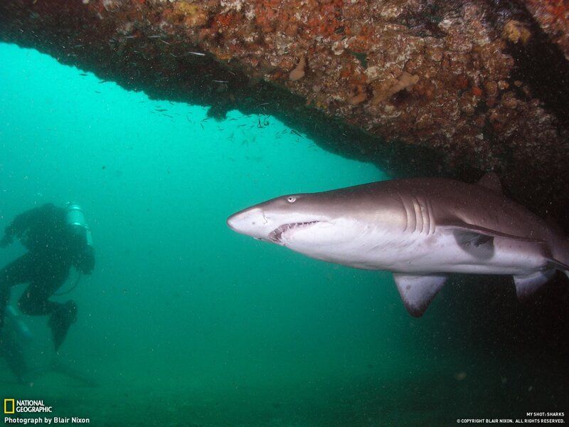 Shark under a pier