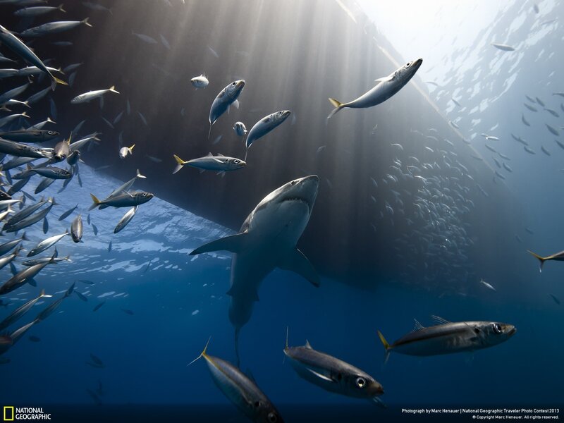 Shark under a ship