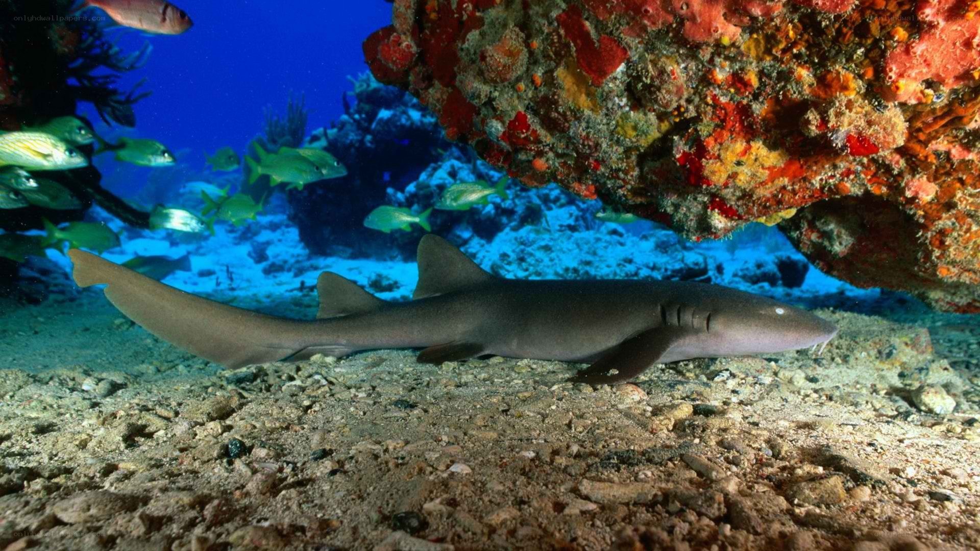 Shark under coral reef