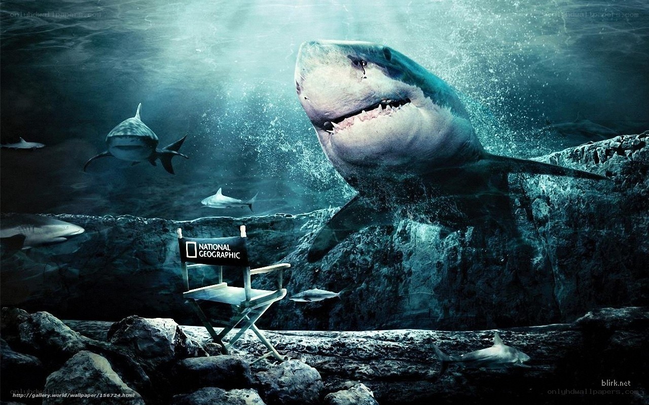 Shark underwater scene