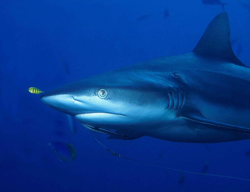 Shark with bait in ocean