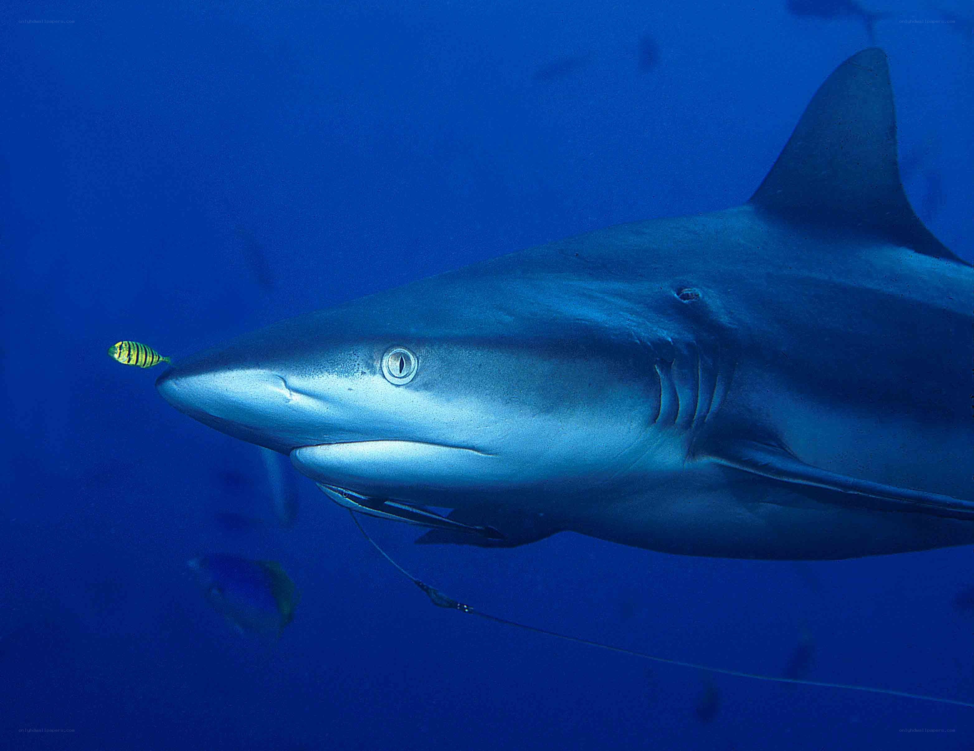 Shark with bait in ocean