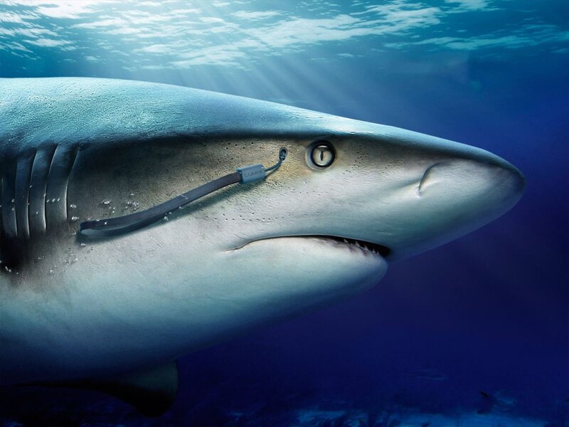 Shark with camera tag