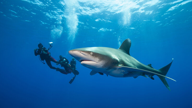 Shark with Divers