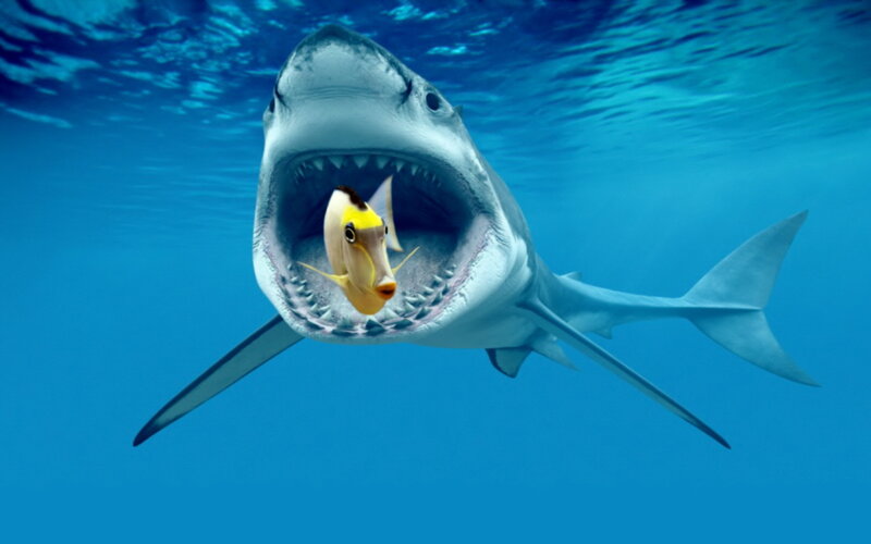 Shark with Fish in Mouth — Blue, Dramatic