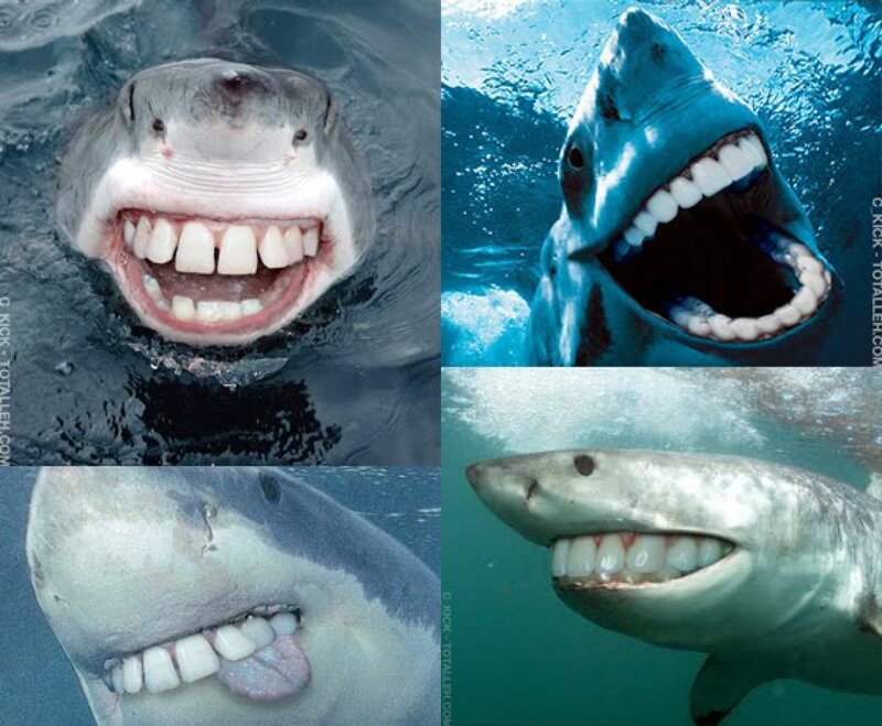 shark with human-like teeth