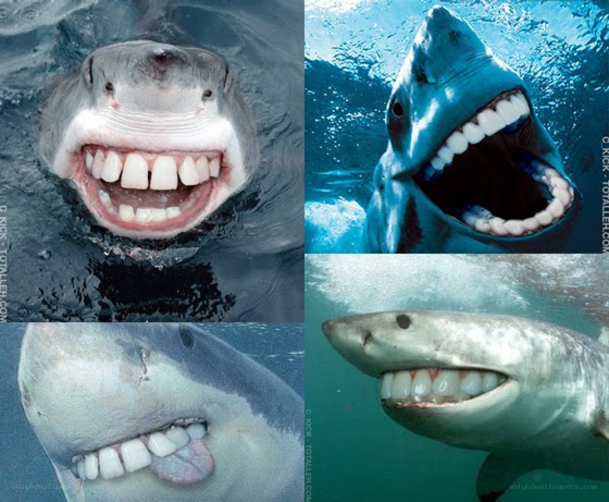 shark with human-like teeth