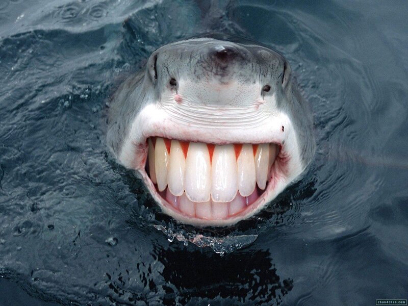 shark with human teeth