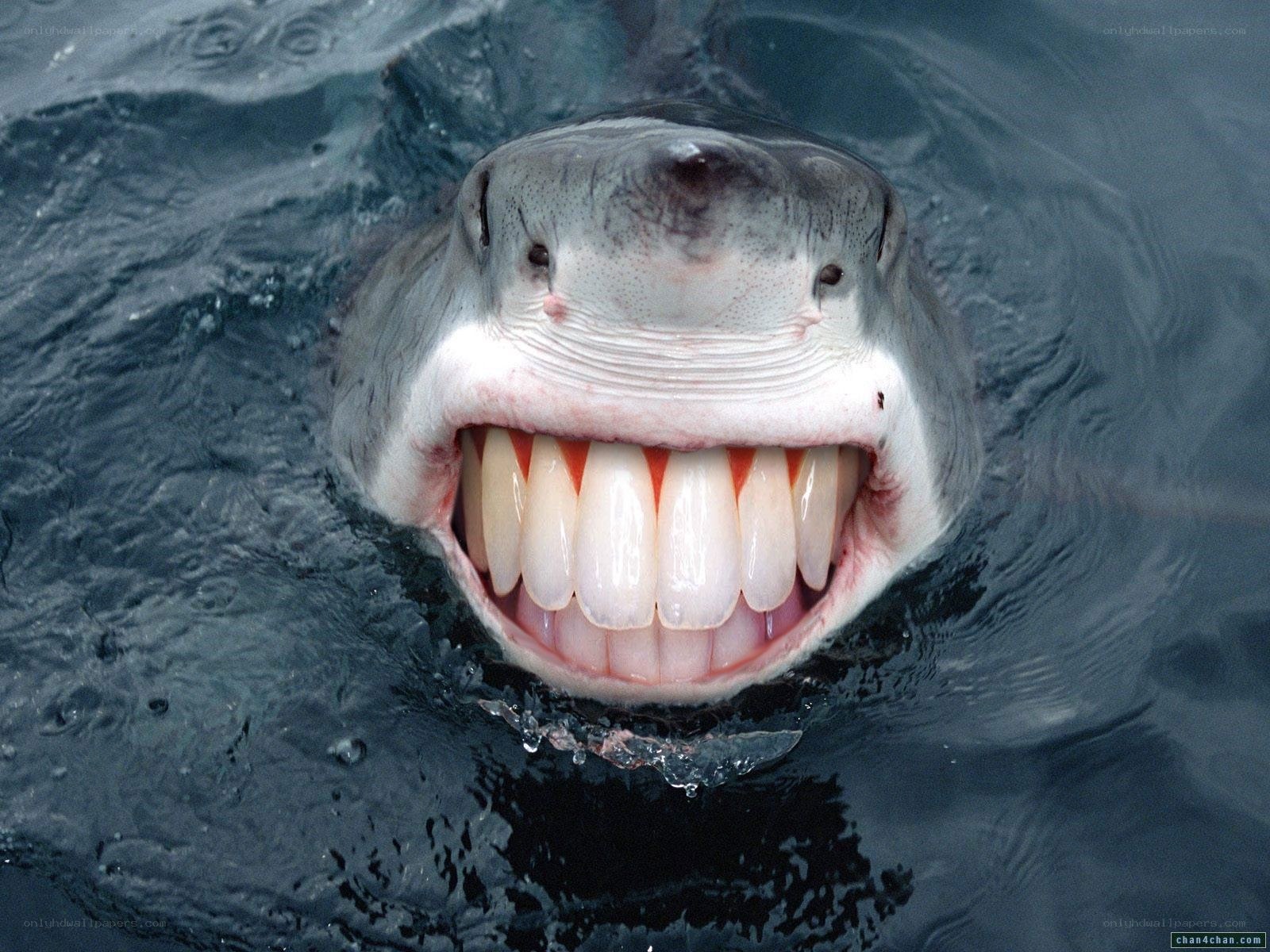 shark with human teeth