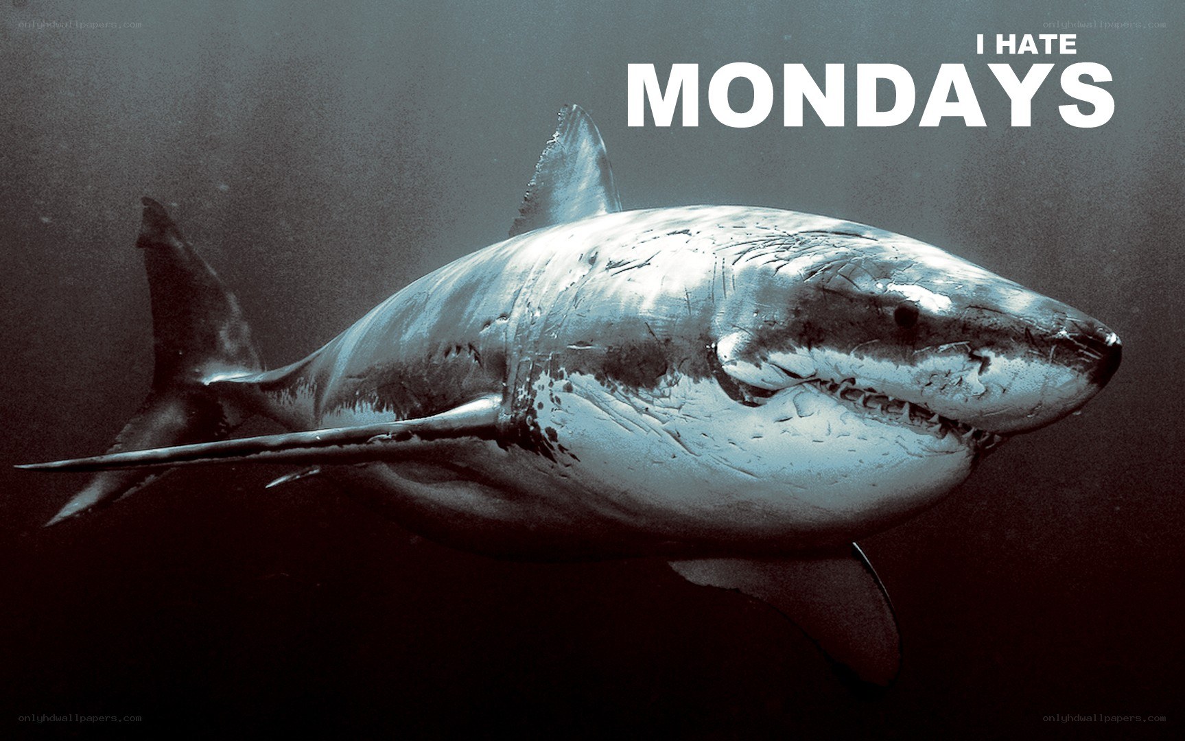 Shark with I Hate Mondays text