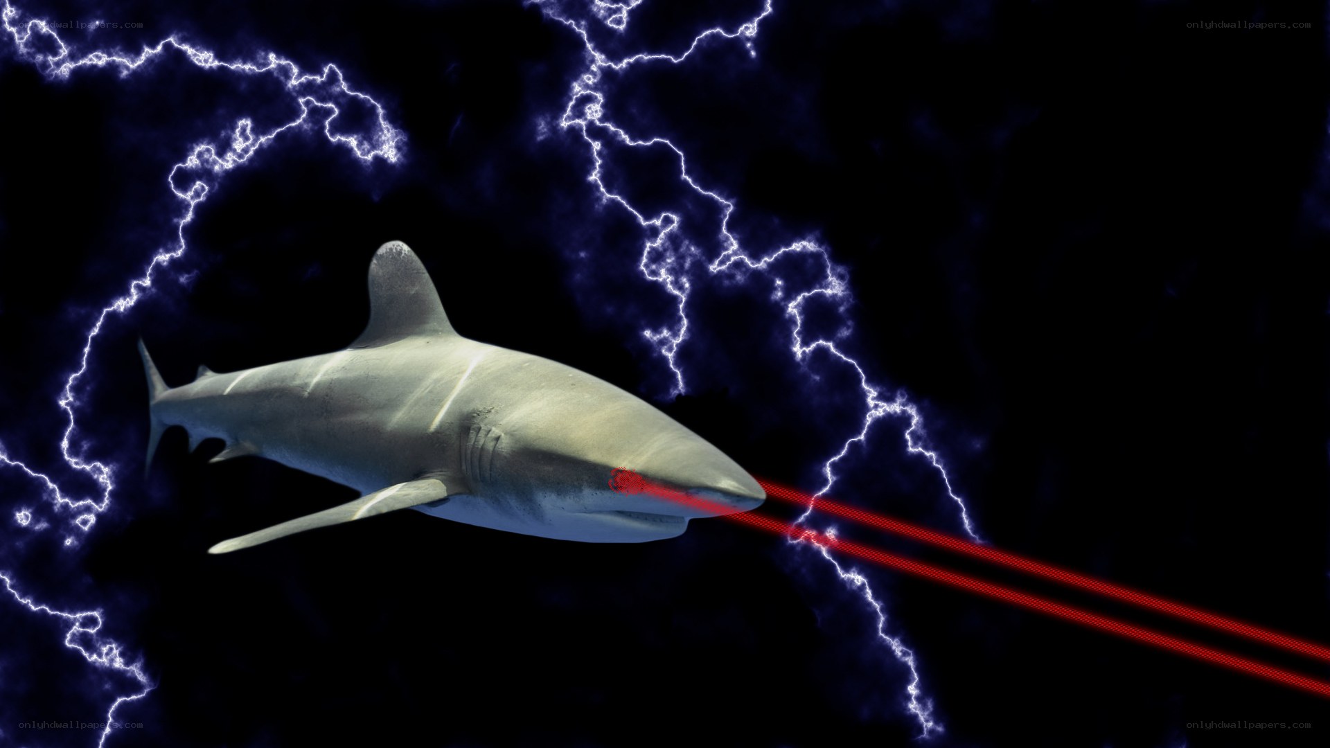 shark with laser eyes