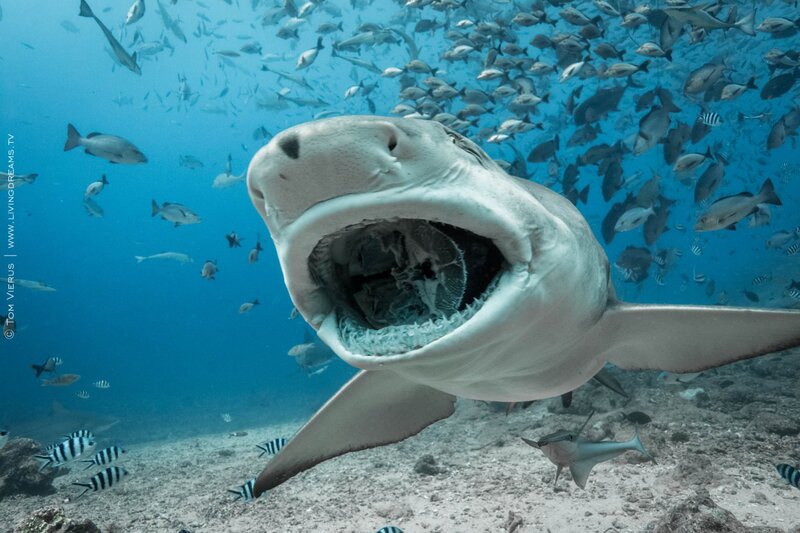 Shark with Open Mouth — Blue, Dramatic, Photograph, Fish