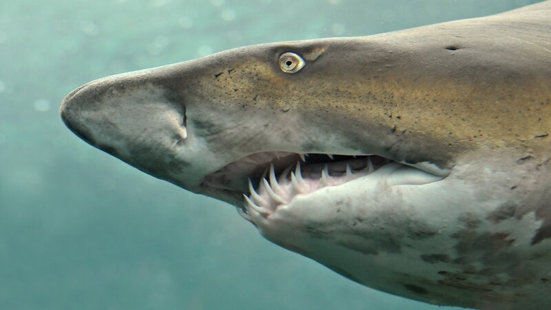 Shark with Open Mouth — Gray, Intense