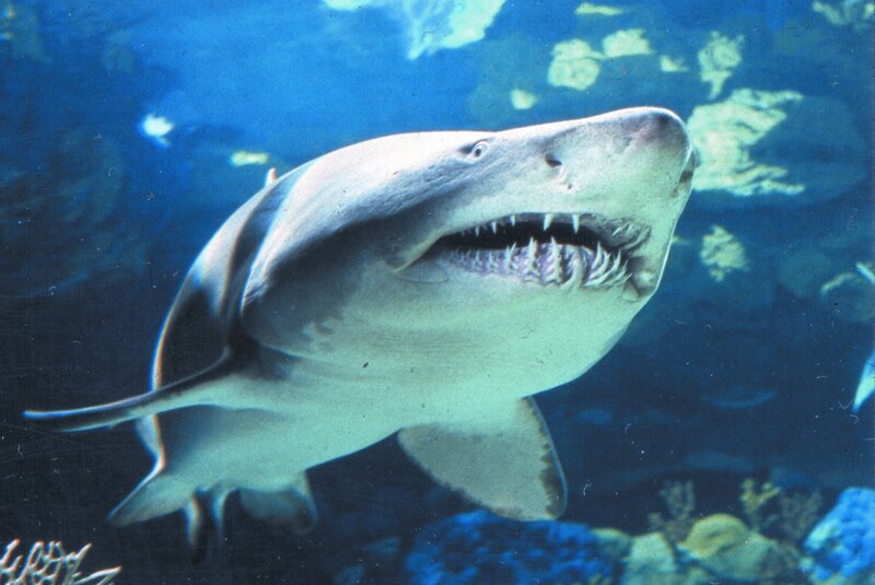 Shark with open mouth underwater