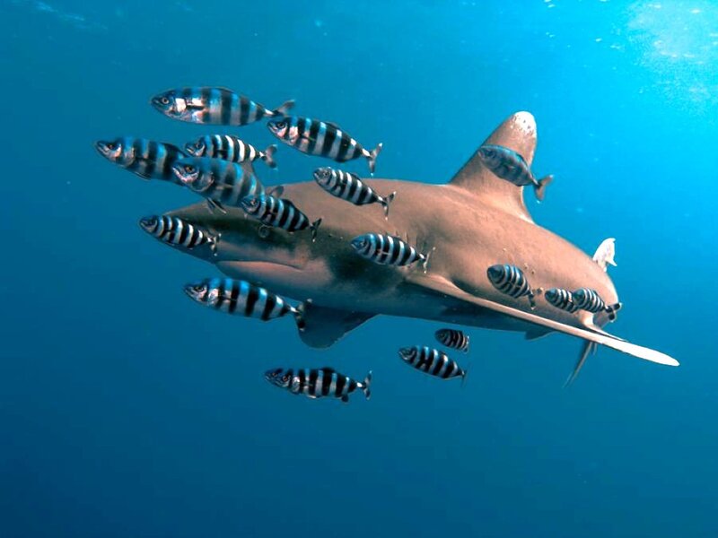 Shark with pilot fish